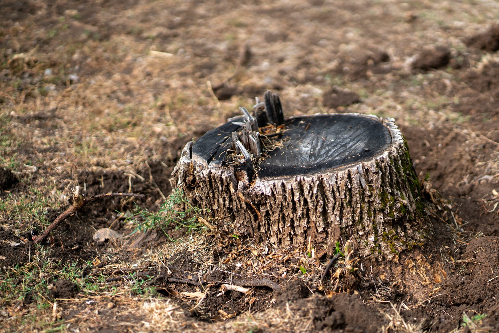 cut tree stump