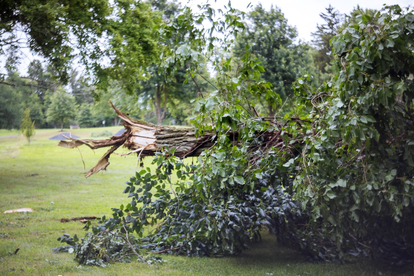 fallen tree after a storm